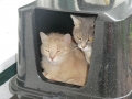 Katze und Kater im Katzenhaus | mobile Tierbetreuung Mössingen